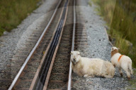 Full steam ahead on the Snowdon Mountain Railway - in pictures