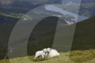 Full steam ahead on the Snowdon Mountain Railway - in pictures