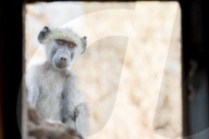 FEATURE - SN_BABOON_INSPECTION_02