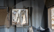 FEATURE - SN_BABOON_INSPECTION_03