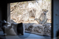FEATURE - SN_BABOON_INSPECTION_05