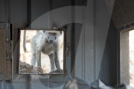 FEATURE - SN_BABOON_INSPECTION_06