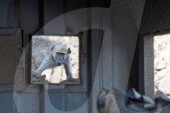 FEATURE - SN_BABOON_INSPECTION_07