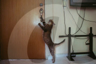 The cat in the flat: Singapore lifts ban on pets in public housing