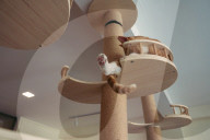 The cat in the flat: Singapore lifts ban on pets in public housing
