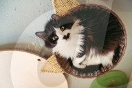 The cat in the flat: Singapore lifts ban on pets in public housing