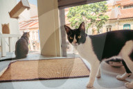 The cat in the flat: Singapore lifts ban on pets in public housing