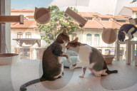 The cat in the flat: Singapore lifts ban on pets in public housing