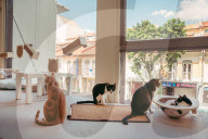 The cat in the flat: Singapore lifts ban on pets in public housing