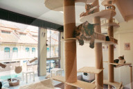 The cat in the flat: Singapore lifts ban on pets in public housing