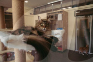 The cat in the flat: Singapore lifts ban on pets in public housing