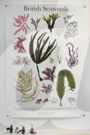 Kelp help? How Scotland's seaweed growers are aiming to revolutionise what we buy.