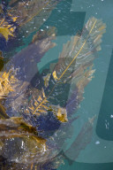 Kelp help? How Scotland's seaweed growers are aiming to revolutionise what we buy.