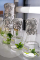 Kelp help? How Scotland's seaweed growers are aiming to revolutionise what we buy.