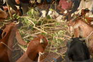 Sacrificial Animals For Sale Ahead Of Eid al-Adha Festival, Delhi, New Delhi, India - 14 Jun 2024