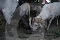 Livestock Market ahead of Eid al-Adha in New Delhi, India - 14 Jun 2024