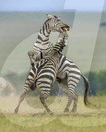 FEATURE - SN_EARNING_STRIPES_01