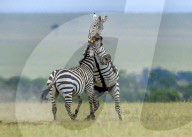 FEATURE - SN_EARNING_STRIPES_02
