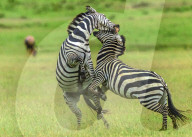 FEATURE - SN_EARNING_STRIPES_03