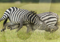 FEATURE - SN_EARNING_STRIPES_04