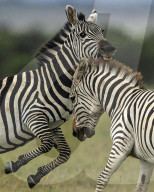 FEATURE - SN_EARNING_STRIPES_05
