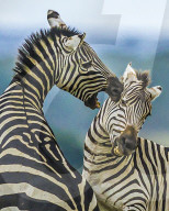 FEATURE - SN_EARNING_STRIPES_07
