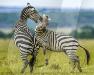 FEATURE - SN_EARNING_STRIPES_08