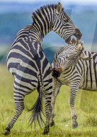 FEATURE - SN_EARNING_STRIPES_09