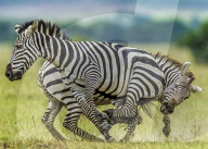 FEATURE - SN_EARNING_STRIPES_10