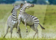 FEATURE - SN_EARNING_STRIPES_11