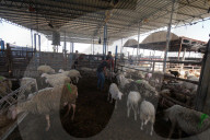Livestock breeders wait to sell the few animals they have in livestock market as Gaza faces a sacrificial animal crisis amid Israeli attacks ahead of Eid al-Adha, Dair El-Balah, Gaza Strip, Palestinian Territory - 14 Jun 2024