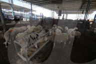 Livestock breeders wait to sell the few animals they have in livestock market as Gaza faces a sacrificial animal crisis amid Israeli attacks ahead of Eid al-Adha, Dair El-Balah, Gaza Strip, Palestinian Territory - 14 Jun 2024