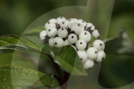 Berries Growing On A Red Osier Dogwood Plant