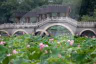 Lotus Tour in Fuzhou
