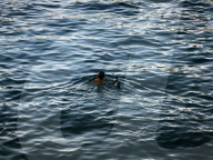A Wild Duck Accompanied An Old Man Swimming