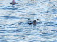 A Wild Duck Accompanied An Old Man Swimming