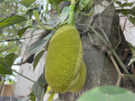Jackfruit Growing In Kerala, India