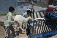 People Buy Goats On Occasion Of Bakrid Festival, Srinagar, Jammu and Kashmir, India - 15 Jun 2024