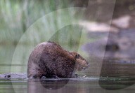 Foraging Beaver in Oregon, Elkton, USA - 15 Jun 2024