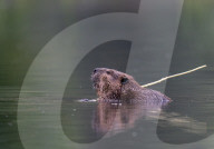 Foraging Beaver in Oregon, Elkton, USA - 15 Jun 2024