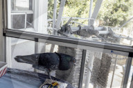 San Francisco Pigeon Rescue 