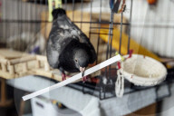 San Francisco Pigeon Rescue 
