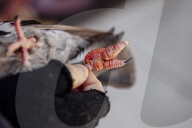 San Francisco Pigeon Rescue 