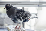 San Francisco Pigeon Rescue 