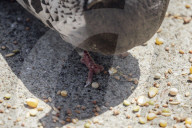 San Francisco Pigeon Rescue 