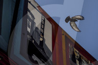 San Francisco Pigeon Rescue 