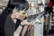 San Francisco Pigeon Rescue 
