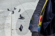 San Francisco Pigeon Rescue 