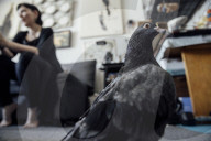 San Francisco Pigeon Rescue 