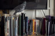 San Francisco Pigeon Rescue 